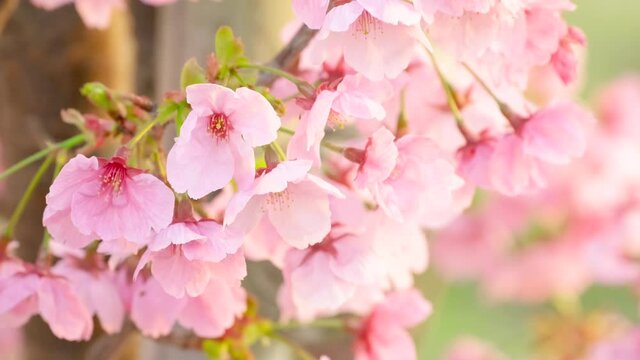【春】桜の花が風にゆれる自然風景　和風
