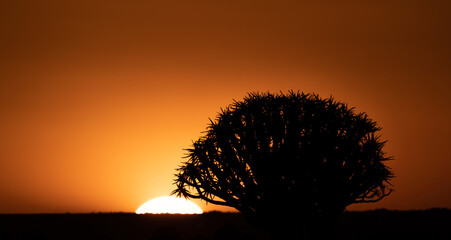 Quivertree infront of the rising sun in Namibia