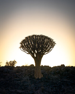 Quivertree infront of the rising sun in Namibia