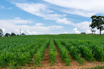Fototapeta na wymiar landscape with cornfield and isolated tree