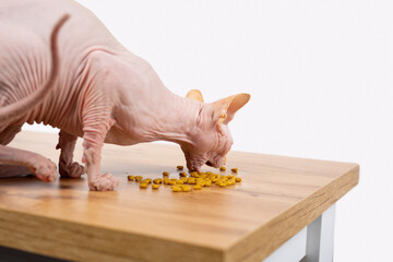 A closeup of a beautiful bald Sphynx cat on a wooden table that eats dry food with appetite. White background and empty space.