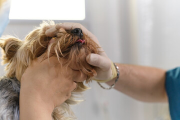 veterinarian examines a dog teeth. Consultation with a veterinarian. Close up of a dog and fangs. Animal clinic. Pet check up. Health care.