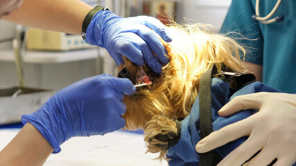 Dentist doing procedure of professional teeth cleaning dog in a veterinary clinic. Veterinarian...