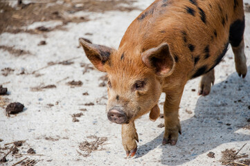 Oxford Sandy Pigs in a farm yard