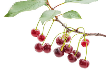Many red cherries on a branch with leaves.
