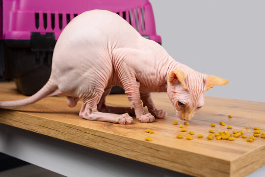 Sphynx hotsell cat eating