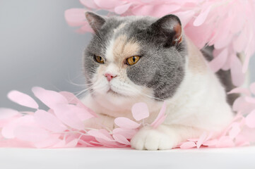british cat in pink sakura petals spring