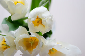 Obraz na płótnie Canvas White tulips close-up.