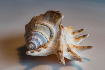 seashell on the beach