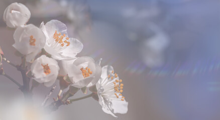 Spring nature banner, soft focus image of  blossoming cherry branches.