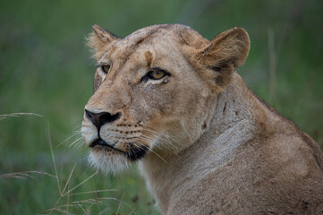 A female Lion seen on a safari in South Africa