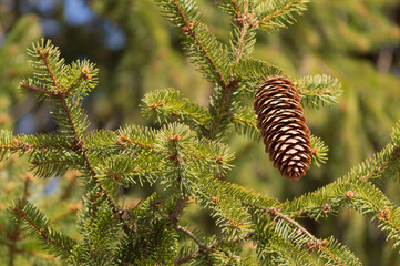Pine Cone Hanging On A Pine Tree