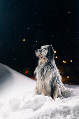 English Setter sitting in the snow