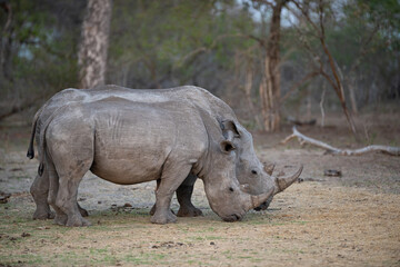 Fototapeta premium White Rhinos seen on a safari in South Africa
