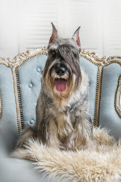 mittel schnauzer sitting in a chair