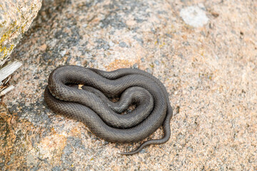 European grass snake or ringed snake, Natrix natrix. Close up of a snake. Snake resting on stone.