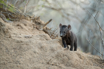Hyena Cub seen on a safari in South Africa