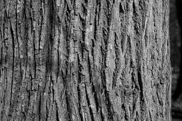 Rinde eines Baums in Schwarzweiss