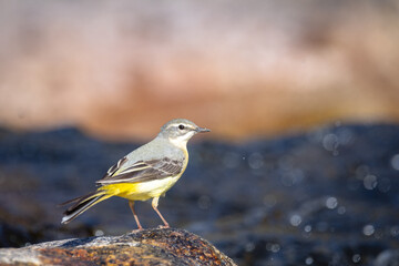 yellow wagtail close-up near the river