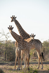 Fototapeta premium Southern Giraffe seen on a safari in South Africa