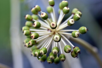 Früchte einer Fatsia Japonica im Regen
