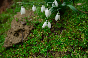 snowdrop flowers in the forest