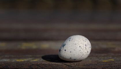 Close up of a quail egg lying on wooden background