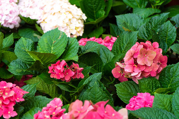 Blooming hydrangea flowers in a plant store in Asia