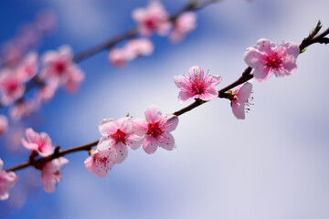 the colors of flowers in spring