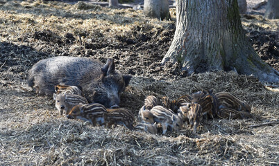 Wildschweine mit Nachwuchs