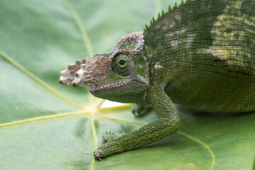 Fischer chameleon perched on a leaf