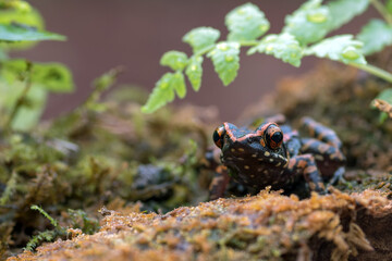 The spotted stream frog ( Hylarana picturata) inside a bush, amphibian	