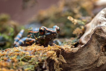 The spotted stream frog ( Hylarana picturata) inside a bush, amphibian	