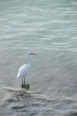 Egret Standing on Ocean Reef