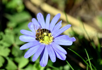Obraz premium Biene auf einem Balkan-Windröschen