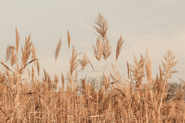Pampas grass in grey sky. Abstract natural minimal background of Cortaderia selloana fluffy plants moving in the wind.