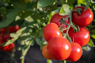 Red tomato