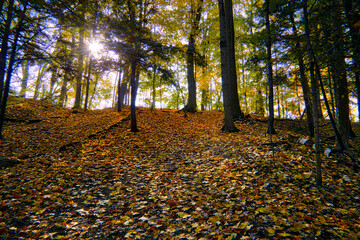 Obraz premium Autumn landscape of the forest in National Park with lens flare