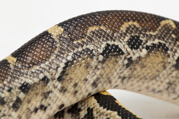 Borneo short-tailed blood python snake (Python curtus breitensteini) isolated on white background.