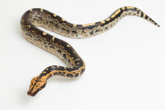 Borneo short-tailed blood python snake (Python curtus breitensteini) isolated on white background.