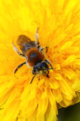 Closeup of the colorful female of the Orange-tailed mining bee ,  Andrena haemorrhoa on the yellow flower of the yellow dandelion , Taraxacum officinale