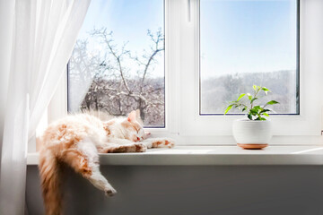 White-red fluffy cat sleeping on the windowsill of living room - obrazy, fototapety, plakaty