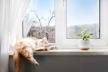 Poster White-red fluffy cat sleeping on the windowsill of living room © tynza