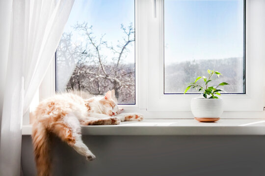 White-red fluffy cat sleeping on the windowsill of living room