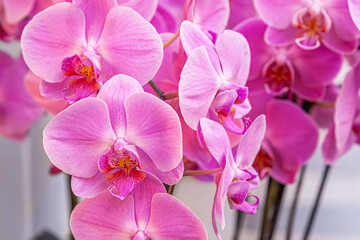 beautiful floral background of pink orchids close up