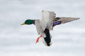 Mallard flies on a frosty winter day