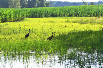 Obraz na płótnie Canvas Sandhill Cranes in Marsh