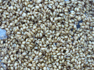 the grain is scattered on the snow