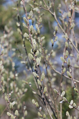 blooming pussy willow buds on a blurred background, horizontal.