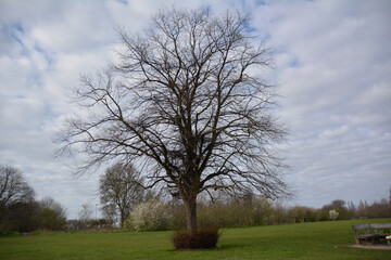 lone tree in a field